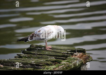 Mouette Banque D'Images