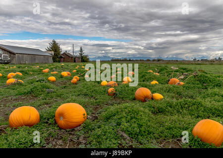 Un magnifique lot de citrouille à Ladner, BC Banque D'Images