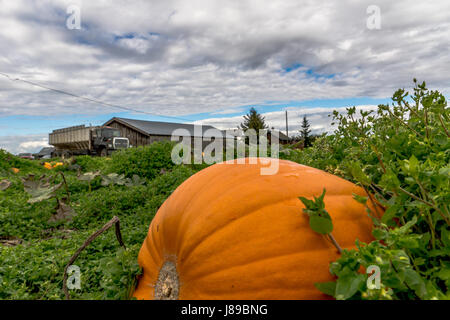 Un magnifique lot de citrouille à Ladner, BC Banque D'Images