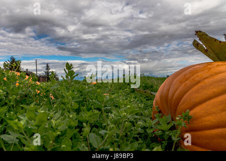 Un magnifique lot de citrouille à Ladner, BC Banque D'Images