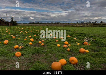 Un magnifique lot de citrouille à Ladner, BC Banque D'Images