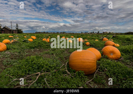 Un magnifique lot de citrouille à Ladner, BC Banque D'Images