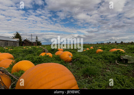 Un magnifique lot de citrouille à Ladner, BC Banque D'Images