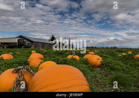 Un magnifique lot de citrouille à Ladner, BC Banque D'Images