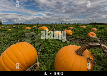 Un magnifique lot de citrouille à Ladner, BC Banque D'Images