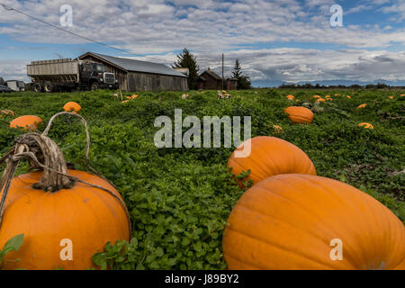 Un magnifique lot de citrouille à Ladner, BC Banque D'Images