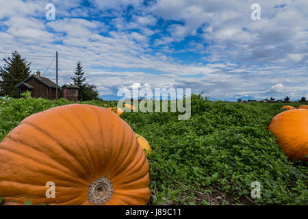 Un magnifique lot de citrouille à Ladner, BC Banque D'Images