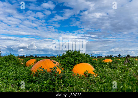 Un magnifique lot de citrouille à Ladner, BC Banque D'Images