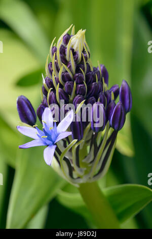 Squill Scilla peruviana portugais - nouvelle fleur avec une fleur ouverte Banque D'Images