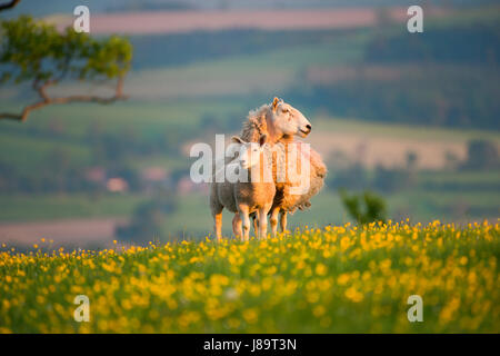 Moutons paissent dans un champ de renoncules sur Linley Hill, près de Norbury, Shropshire. Banque D'Images