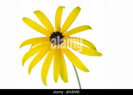 Yellow coneflower rudbeckia (en option), Banque D'Images