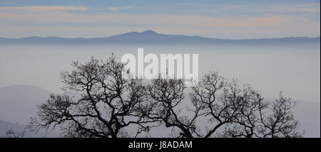 Oak Tree silhouette brumeuse et Santa Cruz Mountains. Banque D'Images