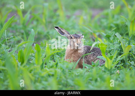 Lièvre d'Europe (Lepus europaeus) dans un champ de maïs, de l'Ems, Basse-Saxe, Allemagne Banque D'Images