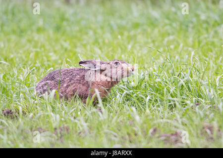 Lièvre d'Europe (Lepus europaeus), assis dans un pré, l'alimentation, de l'Ems, Basse-Saxe, Allemagne Banque D'Images