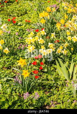 Les jonquilles (Narcissus pseudonarcissus), et des tulipes (Tulipa sp.), plantes, fleurs de printemps, Planten un Blomen, Hambourg, Allemagne Banque D'Images