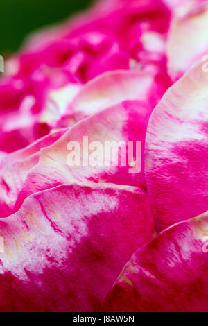 Une photographie du gros plan d'une rose rouge et blanc Banque D'Images