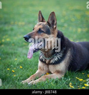 Chien, maître, allemand, berger, intelligent, obéissant, l'alsacien, à l'extérieur, attendez, Banque D'Images