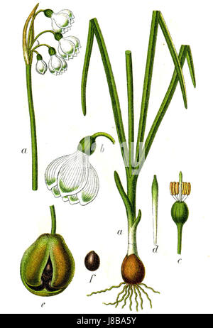 Leucojum aestivum, également connu sous le nom de flocon de neige d'été, est une plante à fleurs connue pour ses fleurs blanches et son aspect délicat. Il est couramment trouvé en Europe et souvent utilisé dans les jardins à des fins ornementales. Banque D'Images