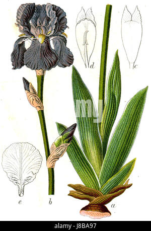 Iris pallida, communément appelé iris pâle, est une plante à fleurs connue pour ses fleurs bleu-violet distinctives. Cette espèce se trouve dans certaines régions d'Europe et d'Asie et est appréciée pour ses qualités ornementales. Banque D'Images