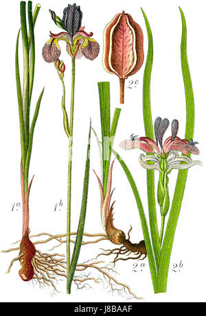 Ce titre fait référence à une espèce de la plante Iris, probablement cataloguée ou étudiée par Sturm. Le titre met l'accent sur la classification scientifique et la documentation des espèces d'Iris. Banque D'Images