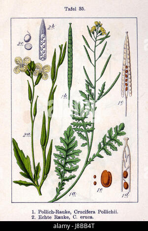 Ce titre fait référence à deux espèces végétales, Erucastrum sp. Et Eruca sp., qui font partie de la famille des Brassicaceae. L'accent est probablement mis sur leurs caractéristiques biologiques et leur classification au sein de la taxonomie végétale. Banque D'Images