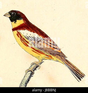 Emberiza aureola 1832 Banque D'Images