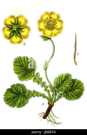 Geum montanum Sturm42 Banque D'Images