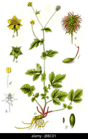 Geum urbanum Sturm44 Banque D'Images