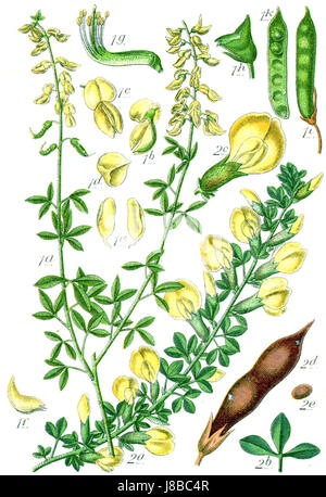 Les Faboideae, une sous-famille de la famille des légumineuses (Fabaceae), comprennent diverses espèces connues pour leur importance écologique et agricole. Cette référence à Sturm26 peut désigner une espèce particulière ou une étude du groupe, importante en botanique et en agriculture. Banque D'Images