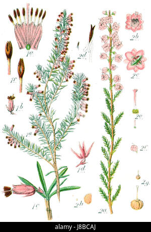 Ericaceae spp désigne un groupe de plantes à fleurs appartenant à la famille des Ericaceae. Cette famille comprend diverses espèces, comme les bruyères et les rhododendrons. Le titre fait probablement référence à un spécimen particulier ou à une variété d'Ericaceae représenté dans une œuvre botanique de Sturm, un illustrateur botanique renommé. Banque D'Images
