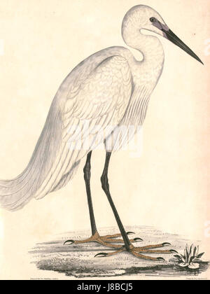 Egretta garzetta garzetta, communément appelé la petite aigrette, est une espèce de héron que l'on trouve en Europe, en Afrique et en Asie. Il est facilement reconnaissable par son corps élancé, son plumage blanc et ses longues pattes. Cet oiseau est souvent observé près des zones humides et côtières, où il se nourrit de petits poissons et d'invertébrés. Banque D'Images