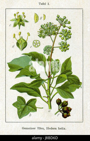 Hedera Helix, communément appelé lierre anglais, est une plante grimpante souvent utilisée dans l'aménagement paysager. La variété 'Sturm 1200' est connue pour son feuillage dense et sa croissance vigoureuse, ce qui en fait un choix populaire pour les couvre-sols et les décorations murales. Banque D'Images