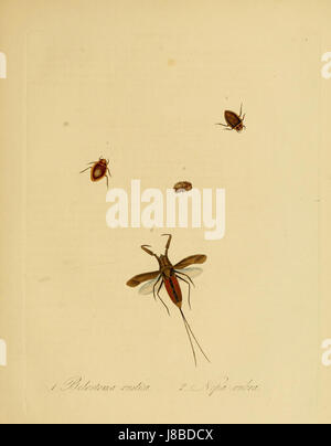 Insectes Donovan de Chine, 1838 pl 19 Banque D'Images