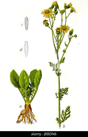 Jacobaea vulgaris, communément appelé amuse commune, est une espèce de plante à fleurs de la famille des Marguerites. Connue pour ses fleurs jaunes, elle se trouve souvent en Europe et en Asie, et possède des propriétés médicinales et toxiques. Banque D'Images
