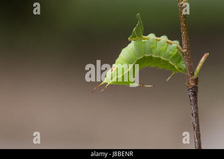 Papillon empereur tau Banque D'Images