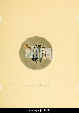 Insectes Donovan de Chine, 1838 pl 05 (édition de 1842) Banque D'Images