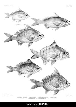 La planche XXV de l'atlas des poissons de l'Inde présente une variété d'espèces de poissons indigènes de l'Inde. Cette plaque fournit des illustrations et des descriptions détaillées, mettant en évidence la biodiversité de la vie aquatique indienne et les caractéristiques distinctes de diverses espèces de poissons trouvées dans les eaux indiennes. Banque D'Images