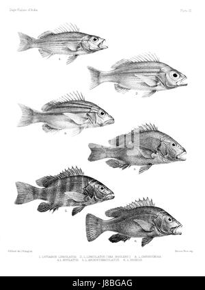 « Poissons de l'Inde » est un atlas présentant diverses espèces de poissons trouvées en Inde, avec la planche XI représentant des espèces spécifiques ou une illustration détaillée de la collection. Il fait partie d'une étude plus vaste sur la biodiversité marine et d'eau douce de l'Inde. Banque D'Images