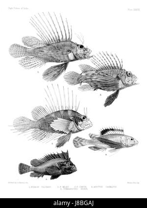 Ce titre fait référence à une plaque de l'atlas des poissons de l'Inde, illustrant probablement diverses espèces de poissons trouvées en Inde. L'atlas fournit des illustrations détaillées et des descriptions des espèces de poissons indiens. Banque D'Images