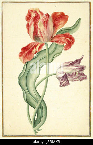 Le 'Karlsruher Tulpenbuch' est un livre botanique qui présente des illustrations détaillées de tulipes, mettant en valeur la diversité et la beauté de cette espèce florale. La 40e édition comprend diverses variétés de tulipes. Banque D'Images