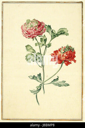 Le 'Karlsruher Tulpenbuch 64' est un livre botanique présentant des illustrations de tulipes de Karlsruhe, en Allemagne. Il présente les diverses espèces de tulipes cultivées dans la région, offrant des informations précieuses sur les études botaniques. Banque D'Images