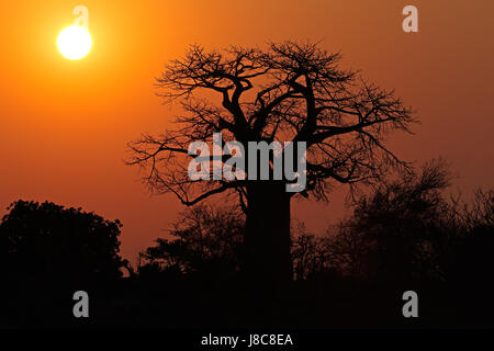 Coucher du soleil avec une silhouette d'arbre de baobab, Kruger National Park, Afrique du Sud Banque D'Images