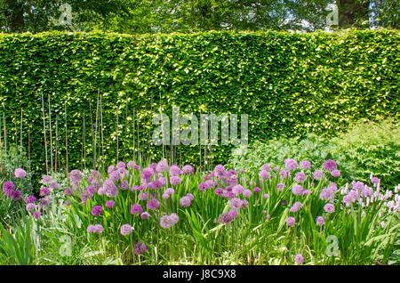 Allium violet en anglais Couverture frontière avec en arrière-plan Banque D'Images