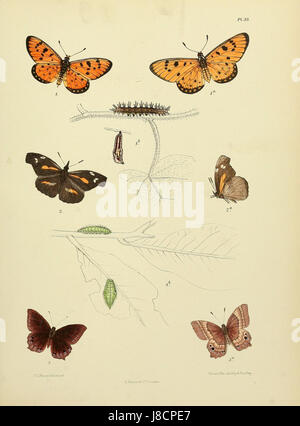 Cette illustration tirée de 'The Lepidoptera of Ceylan' par Moore présente diverses espèces de papillons trouvés au Sri Lanka. La planche 33 présente une représentation détaillée des diverses espèces de papillons de la région. Banque D'Images