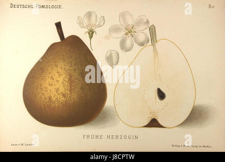 Deutsche Pomologie Birnen est un texte botanique qui se concentre sur l'étude des poires. Il fait partie de la série allemande de pomologie, qui examine les variétés, la culture et la classification des poires, en mettant l'accent sur les pratiques horticoles allemandes. Banque D'Images