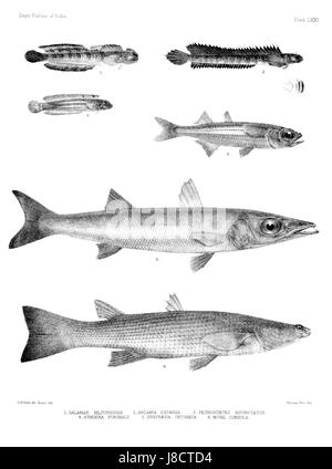 'Poissons de l'Inde. Atlas. La planche LXXI' est une illustration détaillée tirée d'un atlas de poissons indiens, présentant diverses espèces indigènes de la région. La plaque sert d'outil pédagogique pour comprendre la vie marine et la biodiversité en Inde. Banque D'Images