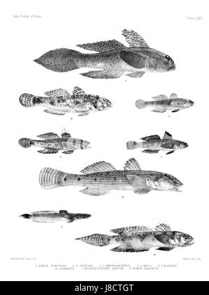 La plaque LXII de l'atlas 'Fishs of India' présente des illustrations détaillées de diverses espèces de poissons trouvées dans les eaux de Indiaâ€™s. Cet atlas fournit des informations scientifiques précieuses sur les espèces marines et d'eau douce qui habitent la région. Banque D'Images
