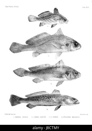 'Poissons de l'Inde. Atlas. La plaque XLVI' est une illustration d'un guide complet sur les espèces de poissons indiens. Il offre des représentations détaillées de diverses espèces aquatiques présentes dans les eaux indiennes, contribuant ainsi à l’étude de la biodiversité marine régionale. Banque D'Images