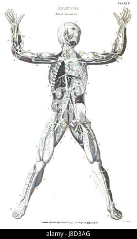 Cette entrée du volume 2 de la 'London Encyclopedia' couvre l'anatomie humaine dans les moindres détails, fournissant un aperçu complet de la structure et de la fonction du corps humain. Il est une référence clé pour comprendre l'anatomie dans le contexte des connaissances médicales et scientifiques au XIXe siècle. Banque D'Images