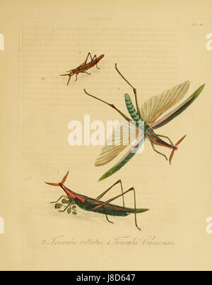 Insectes Donovan de Chine, 1838 pl 10 Banque D'Images